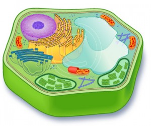 plant cell unlabeled